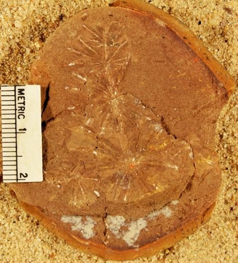 Annularia sphenophylloides