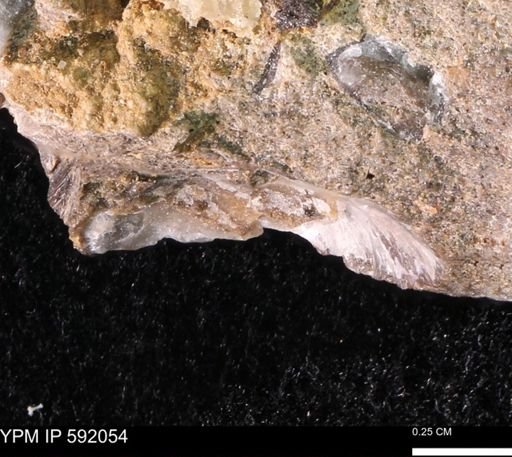 Ostrea translucida