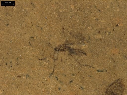 taxon undetermined