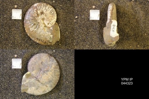Hoploscaphites comprimus