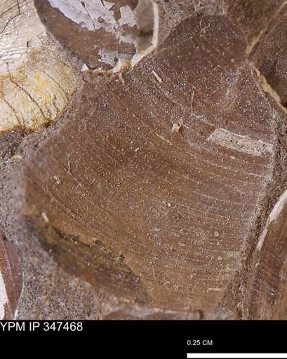 undet. Bivalvia