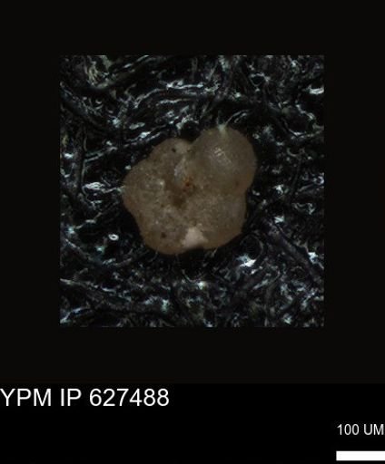 undet. Foraminiferida