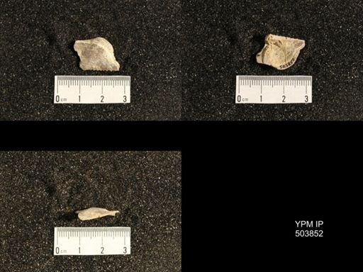 Lissochonetes sp.