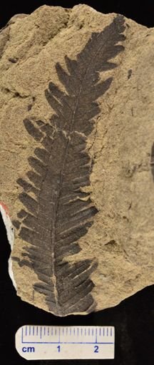 Cladophlebis methowensis
