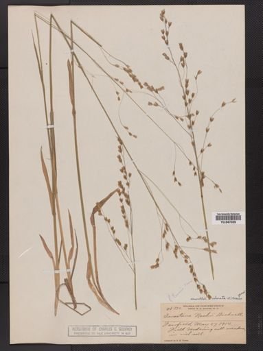 Anthoxanthum hirtum