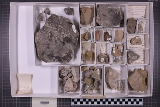 mixed taxa, stratigraphic collection
