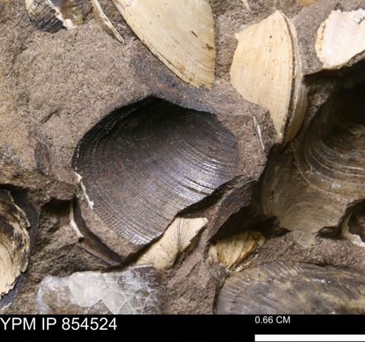 Limopsis striatopunctatus