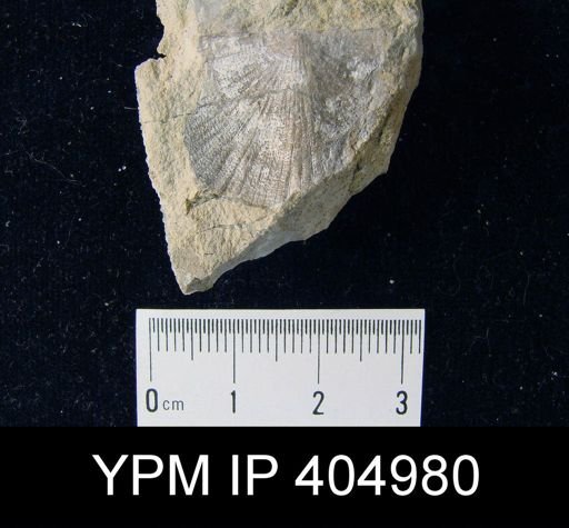 undet. Strophomenida