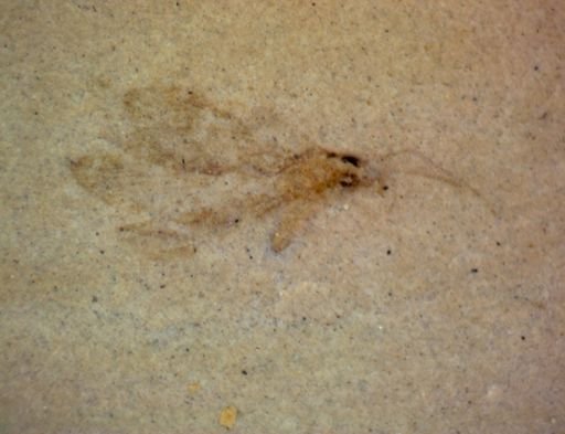 undet. Hexapoda