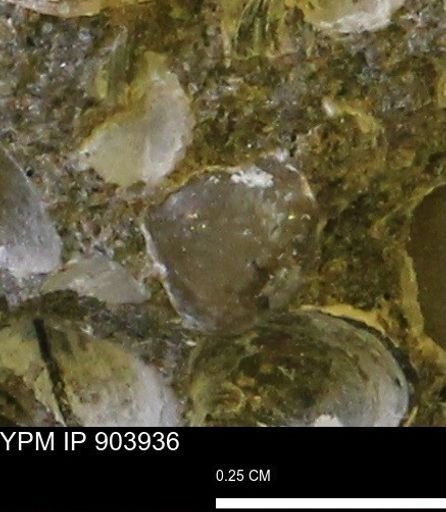 Corbulamella?