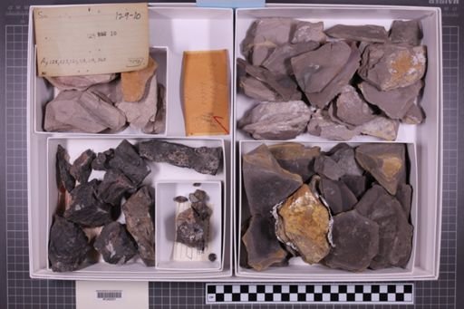 mixed taxa, stratigraphic collection