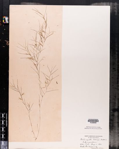 Potamogeton vaseyi