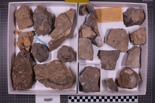 mixed taxa, stratigraphic collection