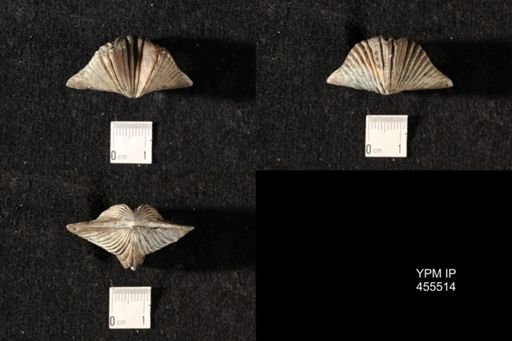 Platystrophia acutilirata