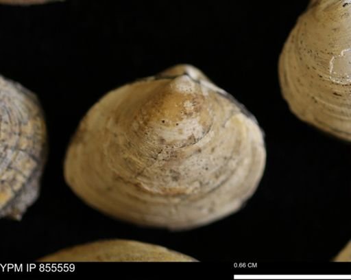 Limopsis striatopunctatus