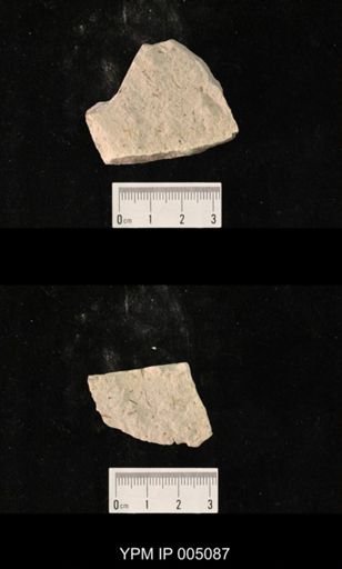 Psocidium kansasense