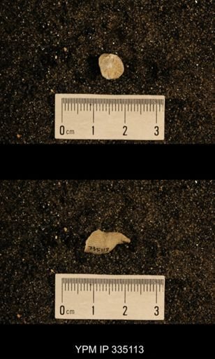 Lophophyllum profundum