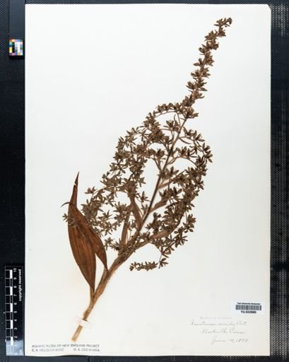 Veratrum viride
