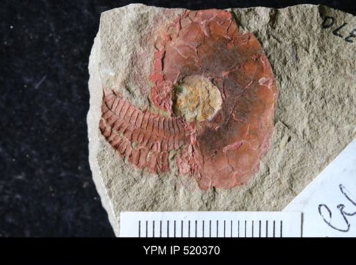 Nimchacystis agterbosi
