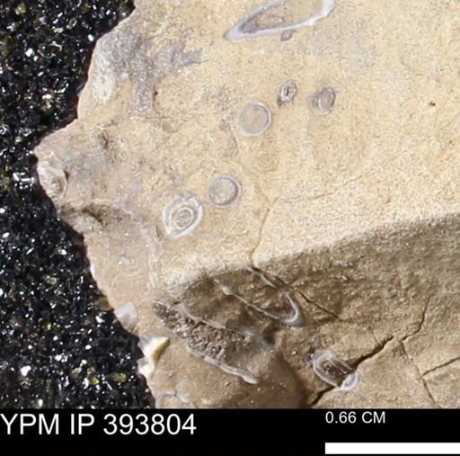 undet. Serpulidae