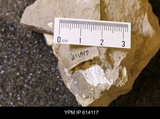 undet. Scaphitidae