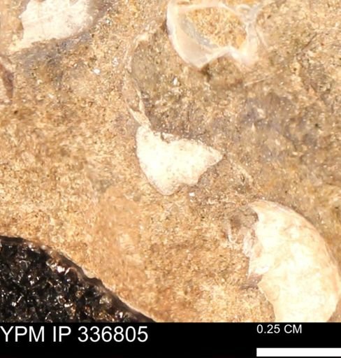 undet. Mollusca