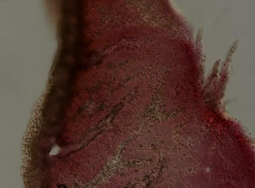 Chondrilla nucula