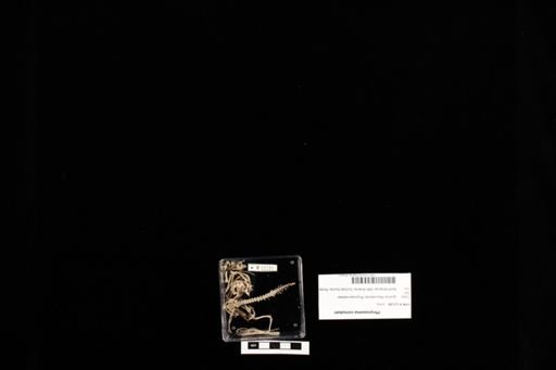 Phrynosoma cornutum