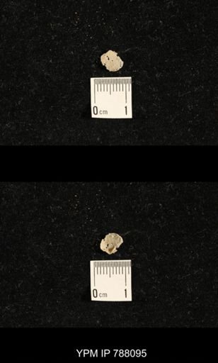 Brachiopoda