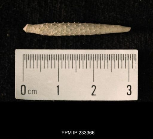Archaeocidaris sp.