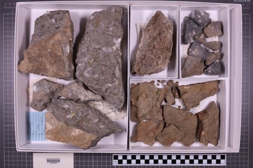 mixed taxa, stratigraphic collection