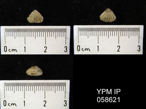 Camarotoechia transversa
