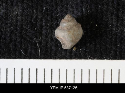 Viviparus montanaensis