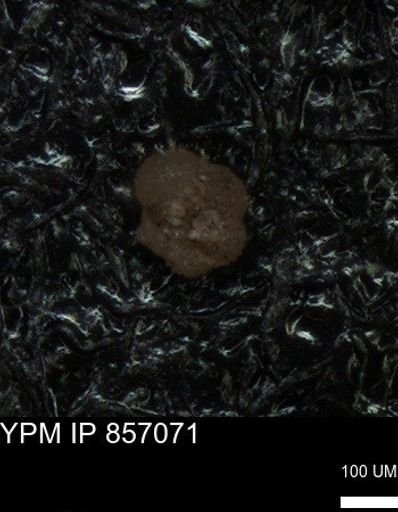undet. Foraminiferida