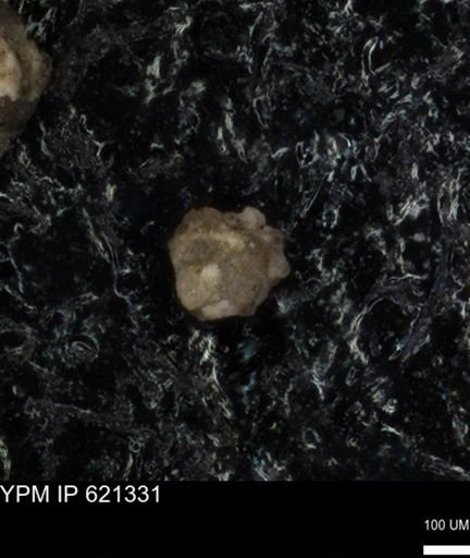 undet. Foraminiferida