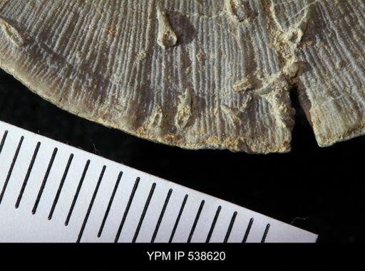 Cornulites sp.