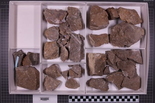 mixed taxa, stratigraphic collection