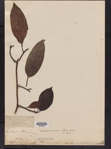 Schisandra chinensis