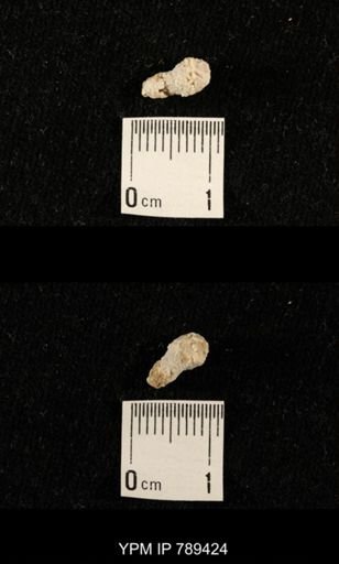 undet. Bryozoa