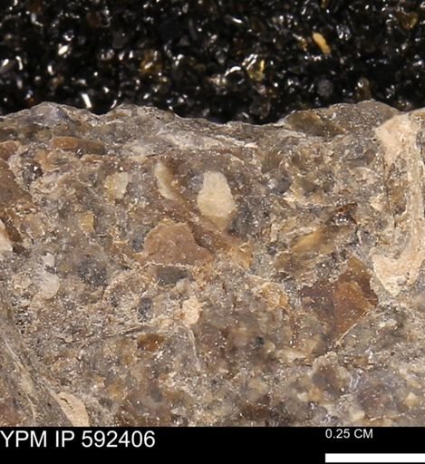 undet. Bivalvia