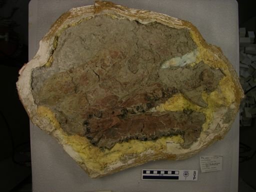 Coryphodon