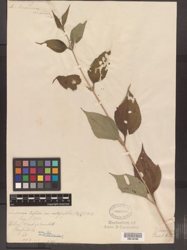Ambrosia trifida f. integrifolia