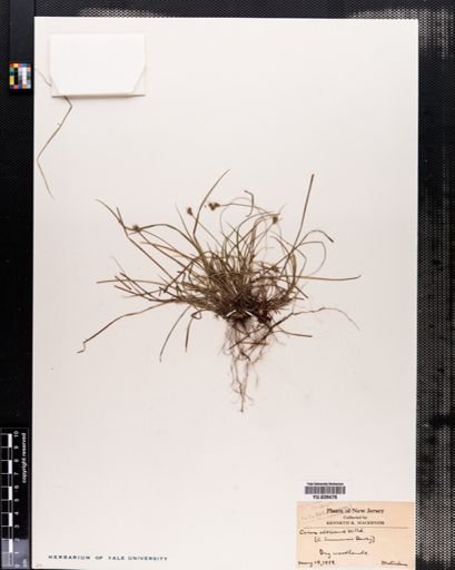 Carex emmonsii
