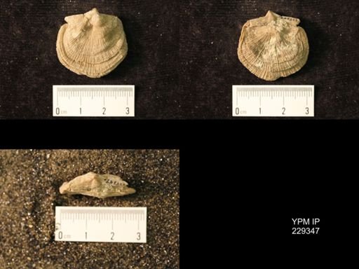 Derbya crassa texana