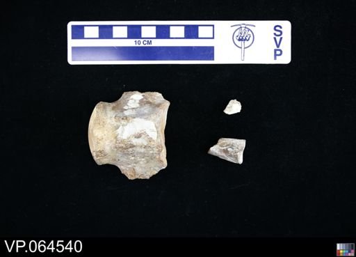 undet. Mosasauridae