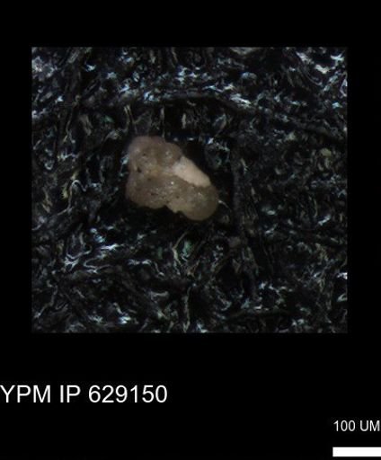 undet. Foraminiferida