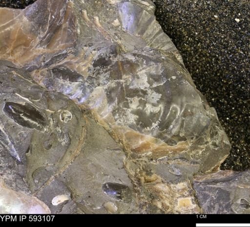Inoceramus cuneatus