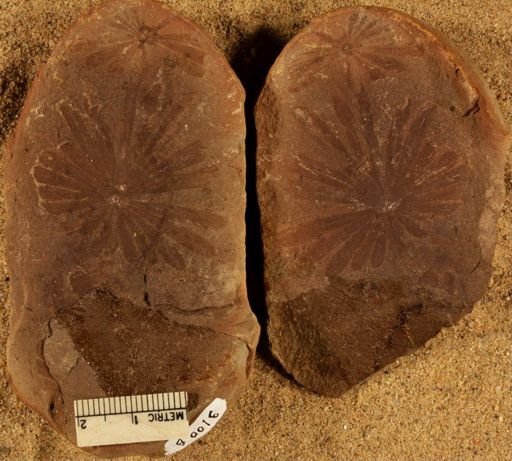 Annularia