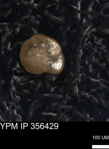 undet. Foraminiferida