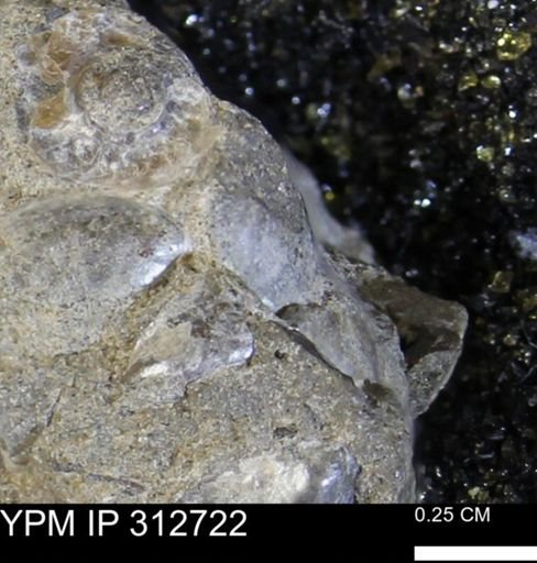 Phelopteria linguaeformis